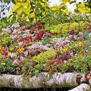 150 SEDUM MIXTO Stonecrop Suculenta Cubierta vegetal Rojo Blanco Amarillo Rosa Púrpura Mezcla de colores Semillas de flores