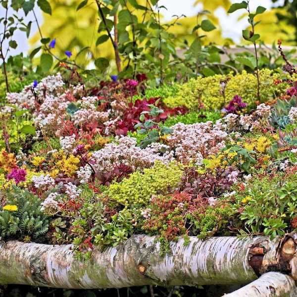 150 MIXED SEDUM Fetthenne Sukkulenten Bodendecker Rot Weiß Gelb Rosa Lila Farbmix Blumensamen