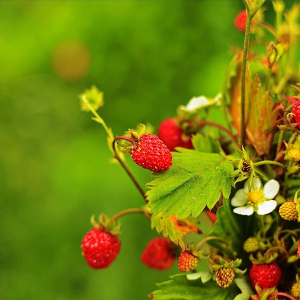 50 graines d'ALEXANDRIA FRAISE remontantes Alpine Fragaria Vesca, baies rouges, graines de fleurs blanches