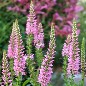 50 Pink VERONICA Longifolia / SPIKE SPEEDWELL Flower Seeds *Flat Shipping