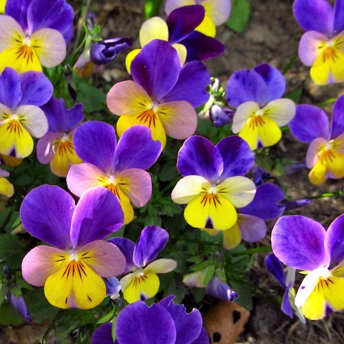 50 Light JOHNNY JUMP UP Viola Tricolor Violet Flower Seeds - Etsy