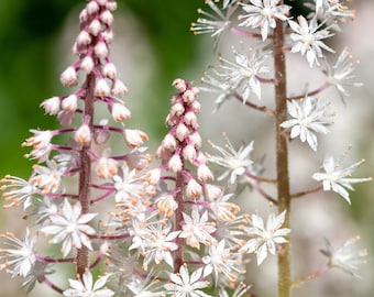 20 FILIGRAN FOAMFLOWER White - Pink Tiarella Polyphylla Laceflower Shade Flower Seeds