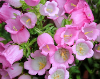 200 Rose Pink CANTERBURY BELLS - CAMPANULA Medium Flower Seeds *Flat Shipping