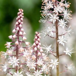 20 FILIGRAN FOAMFLOWER White - Pink Tiarella Polyphylla Laceflower Shade Flower Seeds