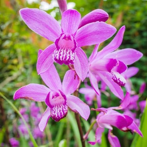 May include: Close-up of pink orchid flowers with white and purple markings on the petals. The flowers are in focus, while the green foliage behind them is blurred.