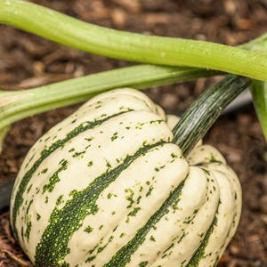 25 SWEET DUMPLING SQUASH Orange Winter Delicata Cucurbita Maxima Vegetable Seeds *Flat S/H