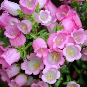 200 Rose Pink CANTERBURY BELLS - CAMPANULA Medium Flower Seeds *Flat Shipping