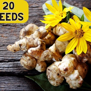 20 JERUSALEM ARTICHOKE Sunchoke Sunroot Helianthus Tuberosus Yellow Sunflower Root Vegetable Seeds