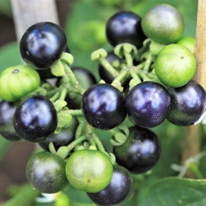 100 GARDEN HUCKLEBERRY (Ground Cherry) Solanum Melanocerasum Berry Fruit Bush Seeds