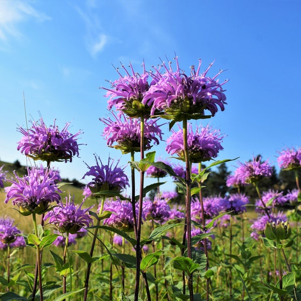 1000 graines de bergamote sauvage Monarda fistulosa, alias menthe, baume d'abeille et thé d'Oswego, herbes indigènes, graines de fleurs violettes