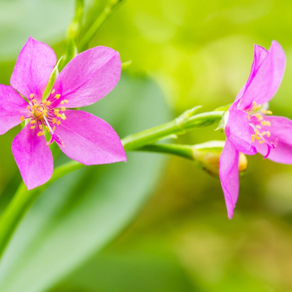 150 FAME FLOWER Jewels of Opar Talinum Paniculatum Portulaca Patens Fameflower Vegetable Leaf Seeds