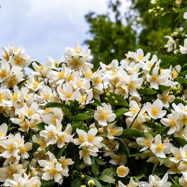 40 WESTERN MOCK ORANGE Philadelphus Lewisii Native White Yellow Flower Shrub Seeds *Flat S/H