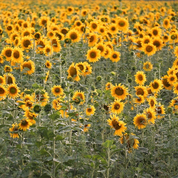 100 PEREDOVIK SUNFLOWER Helianthus Annuus aka Black Peredovik Good Oil / Oilseed Type Yellow Flower Seeds