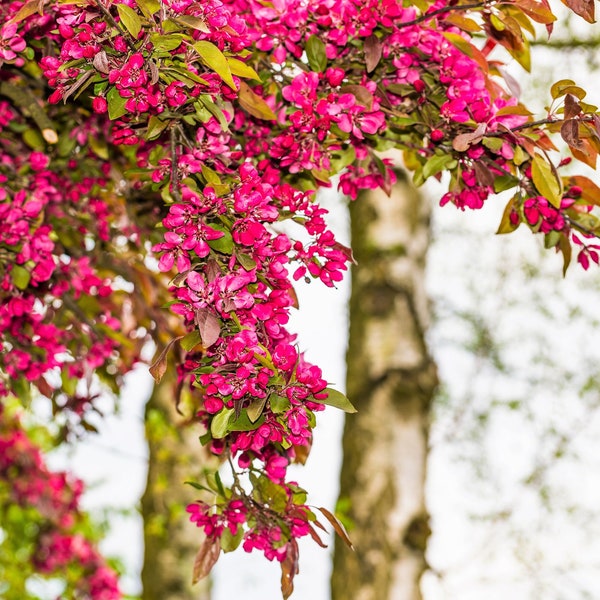 25 ROODBLOEMENDE BES Ribes Sanguineum aka Bloedbes Eetbaar Fruit Blauw Zwart Bessen Struikzaden