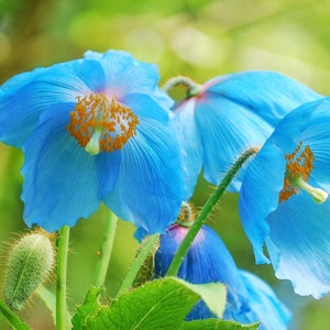 10 BLUE HIMALAYAN POPPY Tibetan Meconopsis Betonicifolia Flower Seeds *Flat Shipping