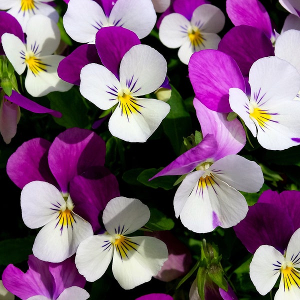 100 JOHNNY JUMP UP Violet Viola Tricolor Flower Seeds