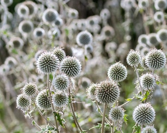 20 Silver GIANT GLOBE THISTLE Echinops Sphaerocephalus Great Globethistle Silvery White Flower Seeds