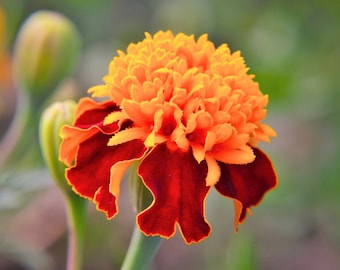 250 DWARF DOUBLE MARIGOLD ' Orange Flame ' Tagetes Patula French Red Flower Seeds