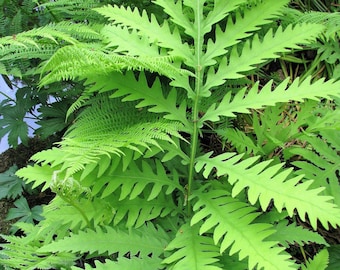 1000 + SENSITIVE FERN Onoclea Sensibilis aka Bead or Sympathy Fern Spores Seeds *Flat Shipping