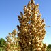 50 Della Sorghum Bicolor Seeds - Syrup, Flour, Grain & Vegetable Seeds From USA
