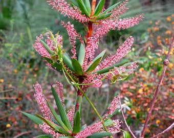 50 TASSELFLOWER Red Pink  Leucopogon Verticillatus Tassel Flower Shrub Seeds