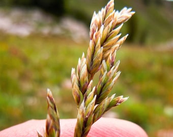 1 Pound BULK MUTTONGRASS Poa Fendleriana Eragrostis Mutton Grass Bluegrass Native Seeds - 1 Lb - Approx 890,000 Seeds