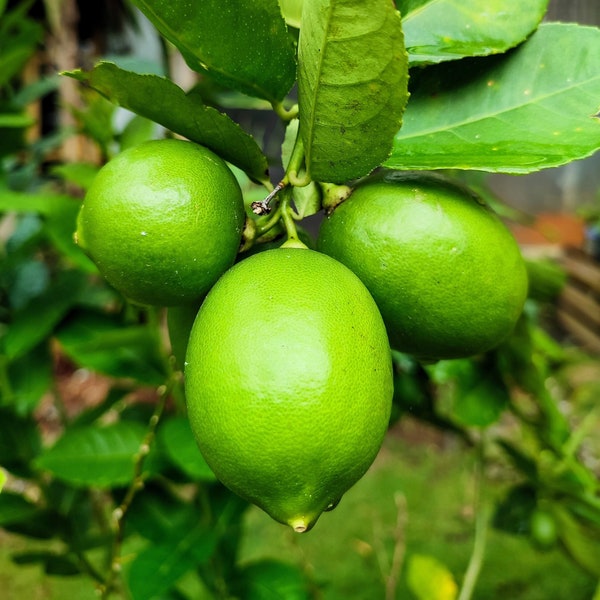 15 KEY LIME Citrus Aurantifolia Fruit Tree Shrub Seeds