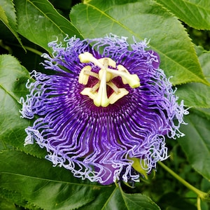 10 Purple PASSION FLOWER Passion FRUIT Granadilla Passiflora Incarnata Vine Seeds