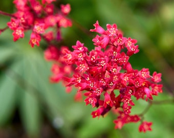 100 Red VIVID CORAL BELLS Heuchera Sanguinea Sanguineum Scarlet Shade Flower Seeds