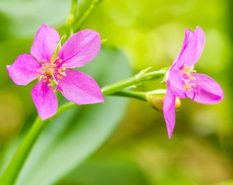 150 FAME FLOWER Jewels of Opar Talinum Paniculatum Portulaca Patens Fameflower Vegetable Leaf Seeds