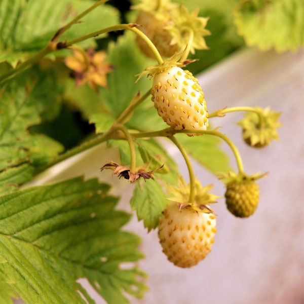 100 YELLOW WONDER STRAWBERRY Everbearing Heirloom Alpine Fragaria Vesca Yellow Berry Fruit Seeds