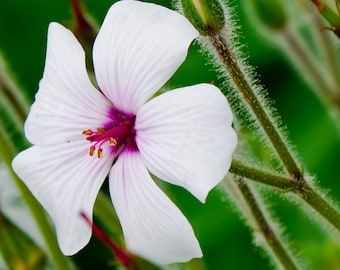 10 WHITE MADEIRA GERANIUM Maderense Cranesbill Giant Herb Robert Pink Eye Flower Seeds