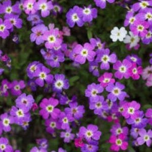 4000 VIRGINIA STOCK Malcolmia Maritima Flower Seeds image 1