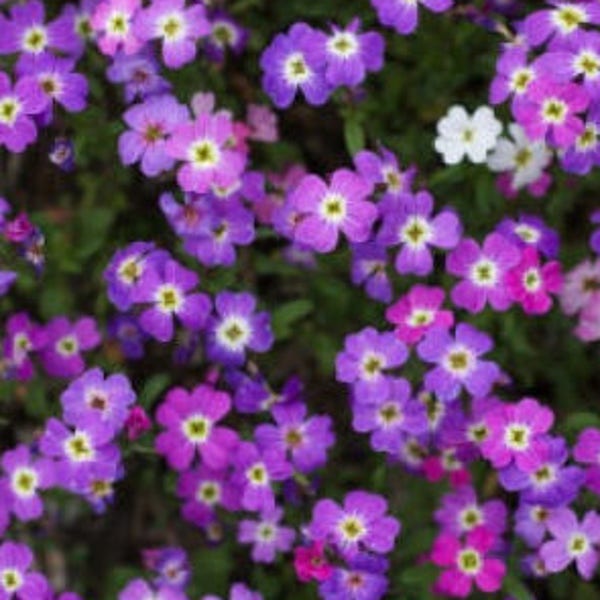 4000 VIRGINIA STOCK Malcolmia Maritima Flower Seeds