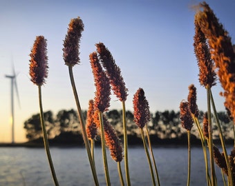 1000 CREEPING MEADOW FOXTAIL 'Garrison' Alopecurus Arundinaceus Cool Season Moist Grass Hay Brown Yellow Flower Seeds