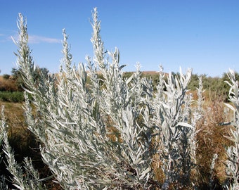 100 SILVER SAGEBRUSH Artemisia Cana Dwarf Sagebrush / Silver Wormwood Herb Flower Seeds *Flat Shipping