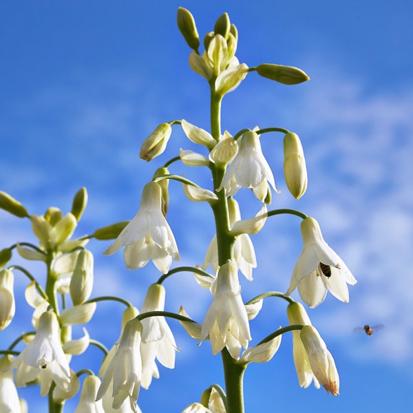 10 WHITE AFRICAN HYACINTH aka Cape or Giant Summer / Spire Lily - Ornithogalum Candicans / Galtonia / Hyacinthus Flower Seeds