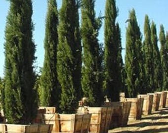 20 MEDITERRANEAN CYPRESS TREE Italian Pencil Pine Cedar Cupressus Sempervirens Stricta Seeds