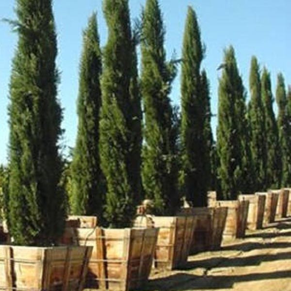 20 MEDITERRANEAN CYPRESS TREE Italian Pencil Pine Cedar Cupressus Sempervirens Stricta Seeds