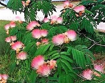 Persian Silk Tree Etsy Persian Silk Tree Etsy