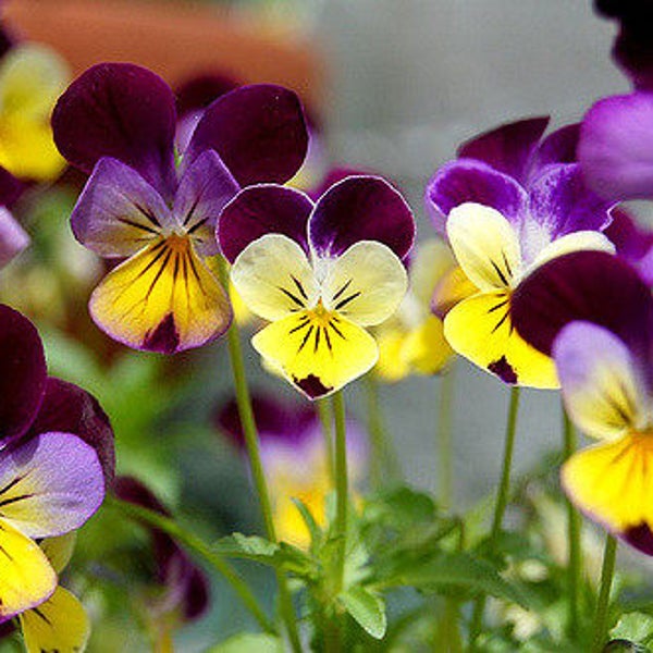 250 JOHNNY JUMP UP Helen Mount Violet Viola Tricolor Flower Seeds