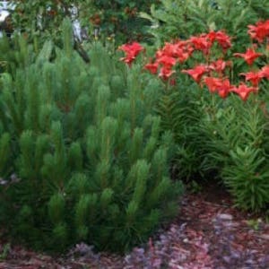 25 MUGO PINE Dwarf Evergreen Pinus Pumilio Shrub Seeds Comb S/H image 5