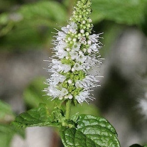 500 SPEARMINT (English Mint) Mentha Spicata Herb Flower Seeds