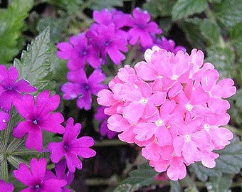 200 Pink & Purple MOSS VERBENA Verbena Tenuisecta Fragrant Hummingbird Flower Seeds