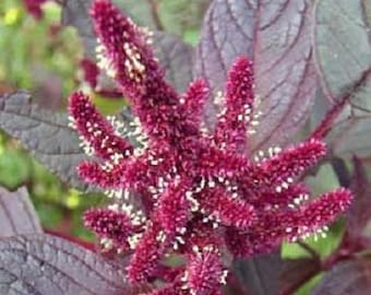 250 PRINCES FEATHER AMARANTHUS Cruentus Oeschberg Purple Red Flower Herb Seeds *Flat Shipping