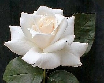 5 WHITE ROSE Rosa Bush Shrub Perennial Flower Seeds *Flat Shipping