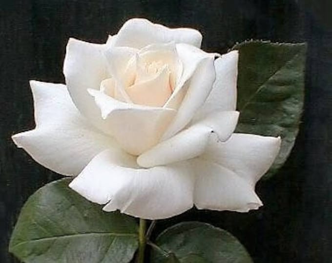 5 WHITE ROSE Rosa Bush Shrub Perennial Flower Seeds *Flat Shipping