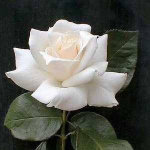 5 WHITE ROSE Rosa Bush Shrub Perennial Flower Seeds Flat Shipping image 1