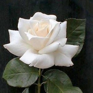 5 WHITE ROSE Rosa Bush Shrub Perennial Flower Seeds *Flat Shipping