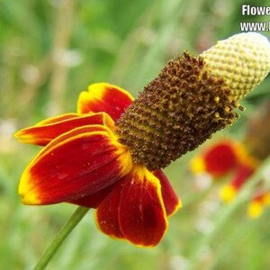 500 MEXICAN HAT Ratibida Columnaris Flower Seeds image 2